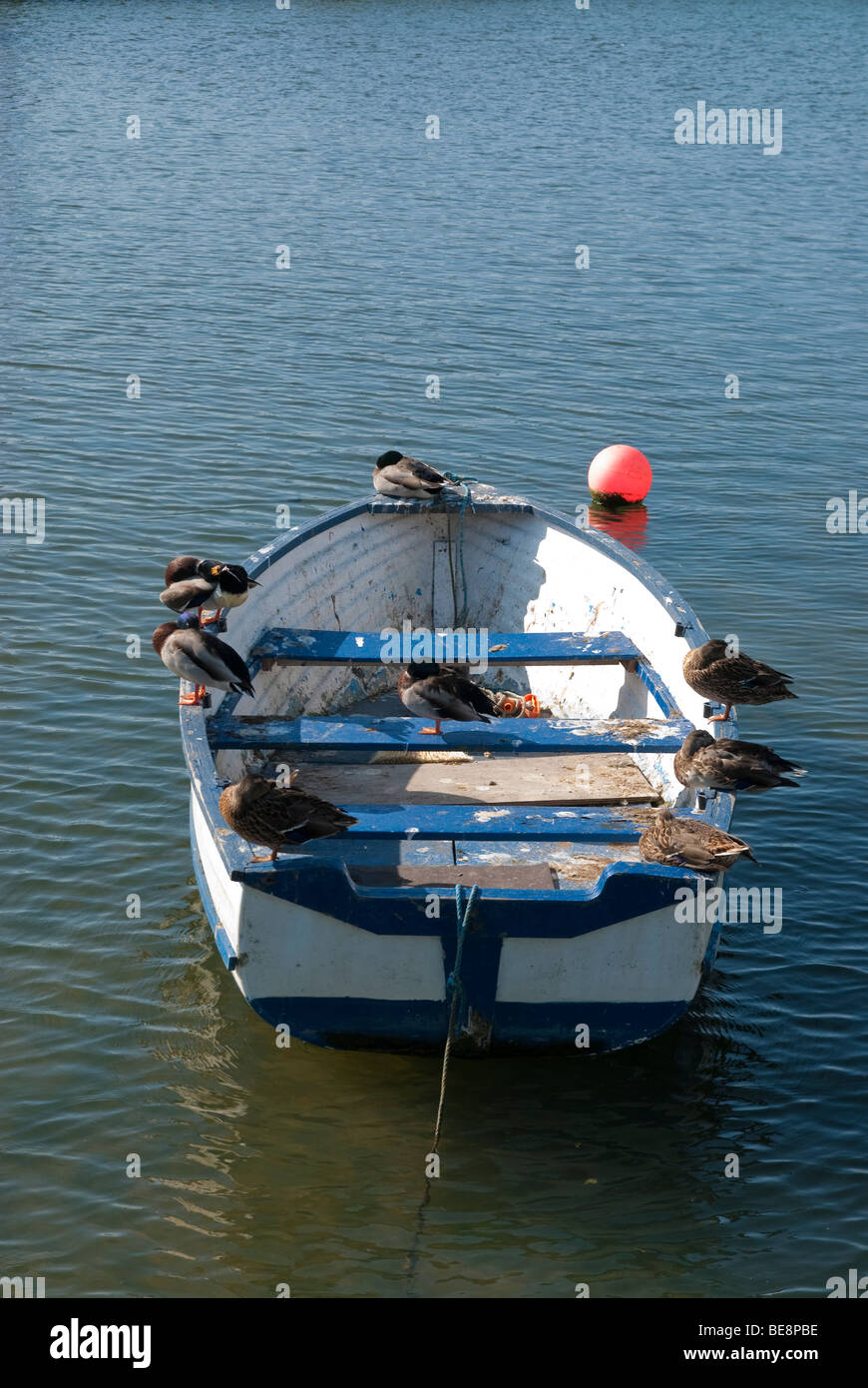 Seabirds sat on a moored dinghy at West Bay, Dorset Stock Photo