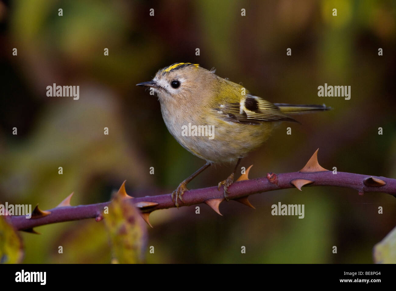 Tuinvogel op een doornige tak. Goldcrest on a thorn-bush. Stock Photo