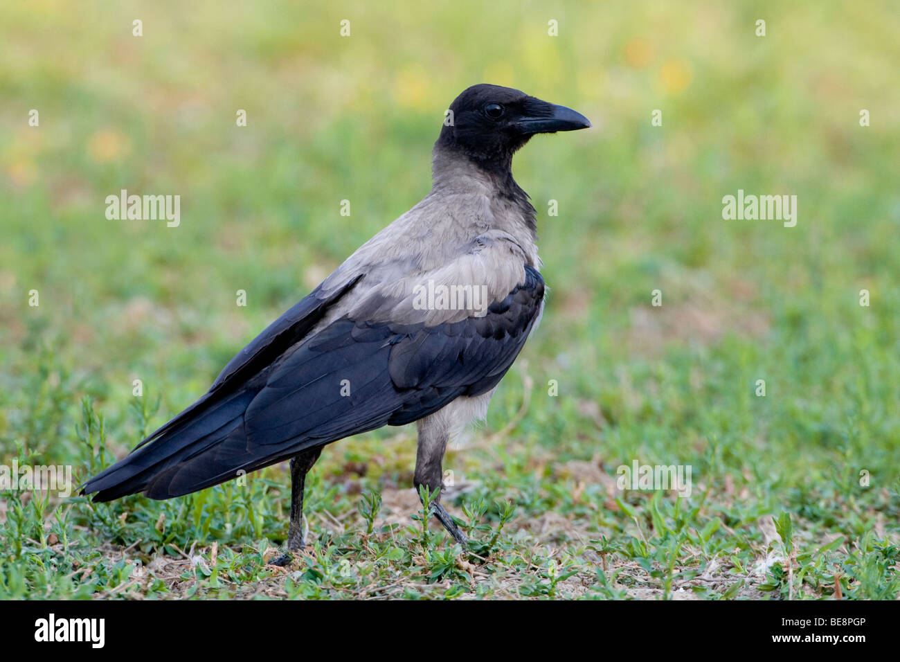 Bonte Kraai staand in het gras. Hooded Crow standing in a field of grass. Stock Photo