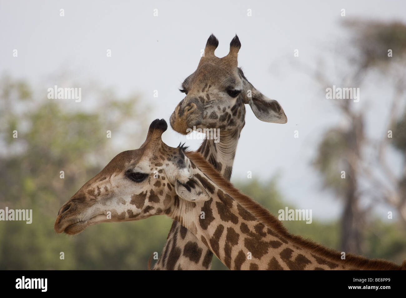 2 Giraffes with their necks crossed posing looking around Stock Photo