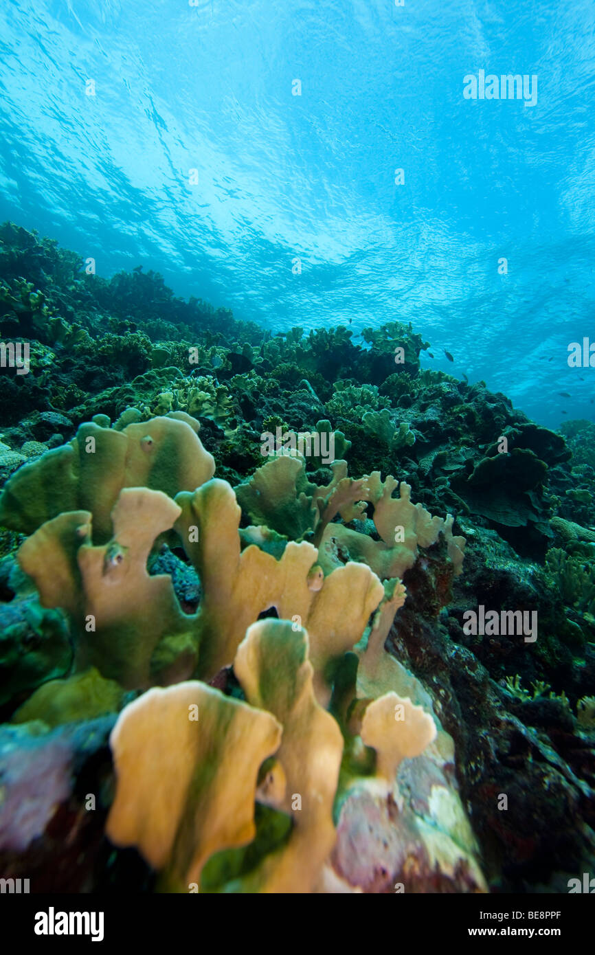 Blade Fire Coral (Millepora complanata) on a tropical reef, Bonaire, Netherlands Antilles. Stock Photo
