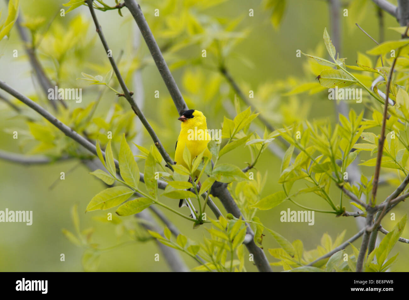 American Goldfinch (Carduelis tristis tristis) male in breeding plumage. Stock Photo