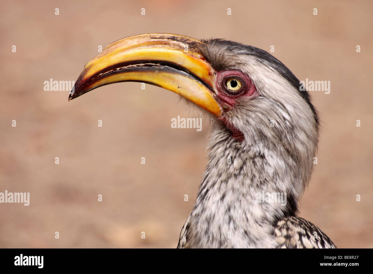 Head And Beak Of Southern Yellow-billed Hornbill Tockus leucomelas In Kruger National Park, South Africa Stock Photo