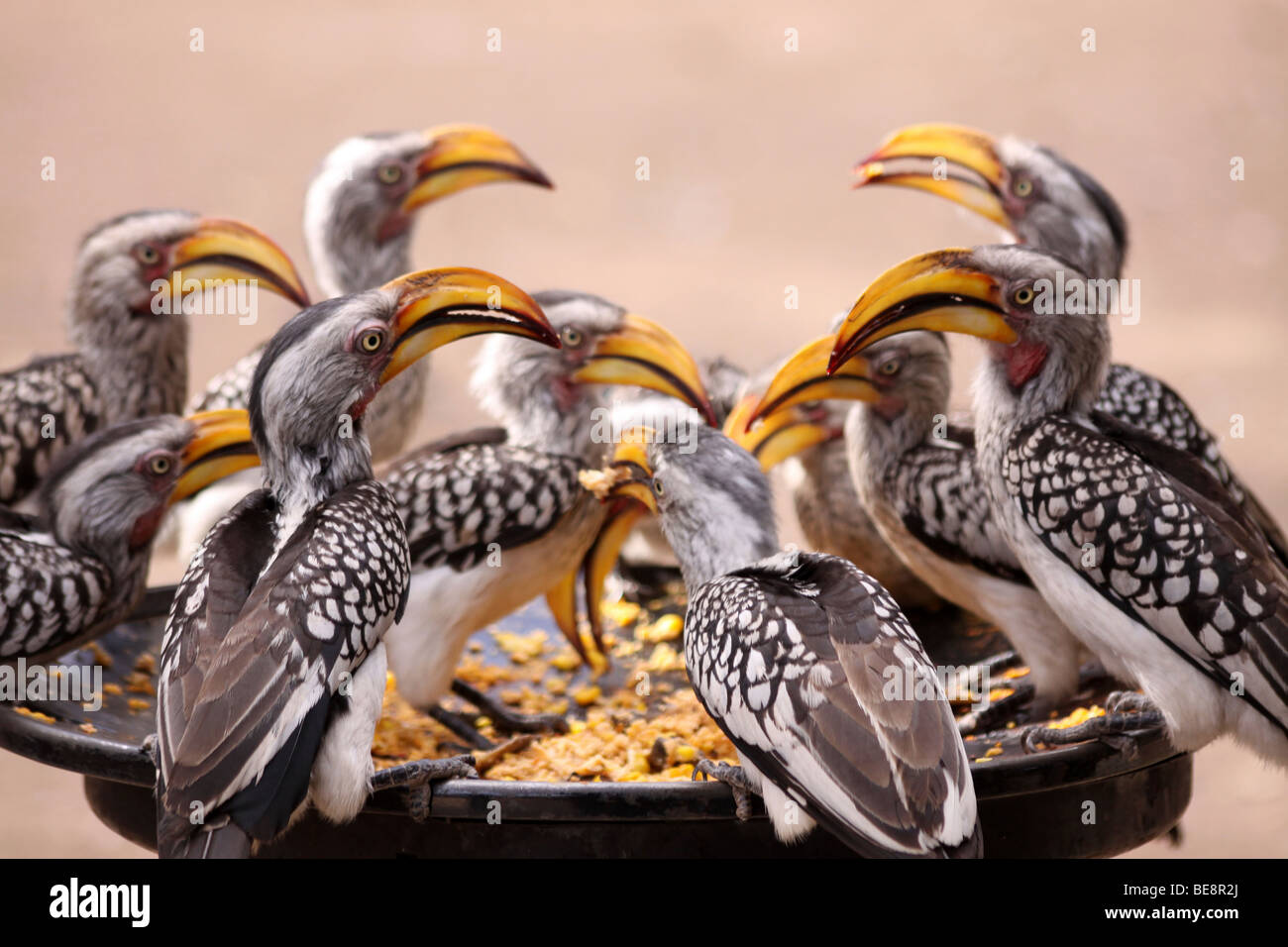 Southern Yellow-billed Hornbills Tockus leucomelas Feeding On Breakfast Barbeque Scraps In Kruger National Park, South Africa Stock Photo