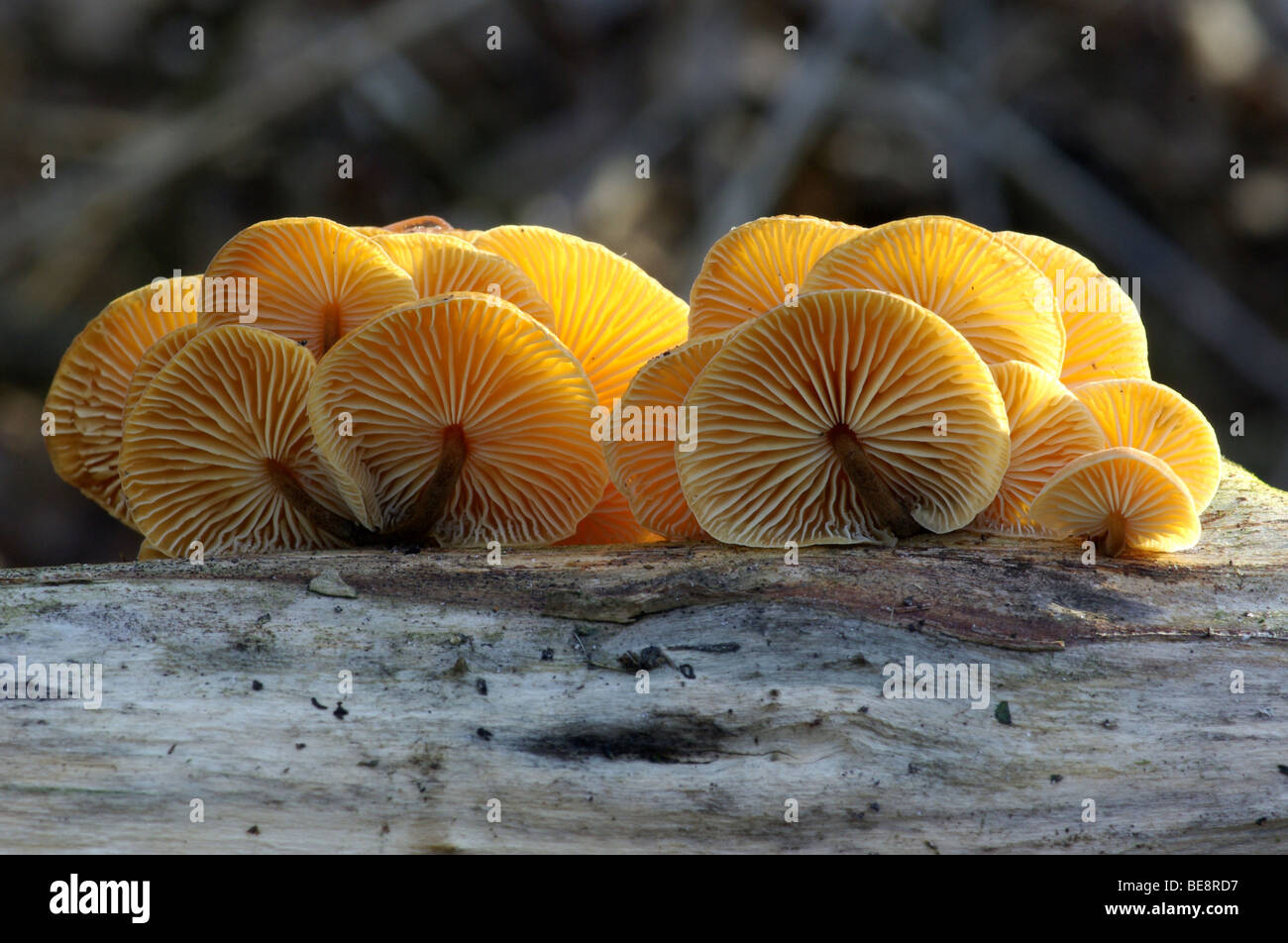 Gewoon fluweelpootje als  winterpaddenstoel in tegenlicht Stock Photo