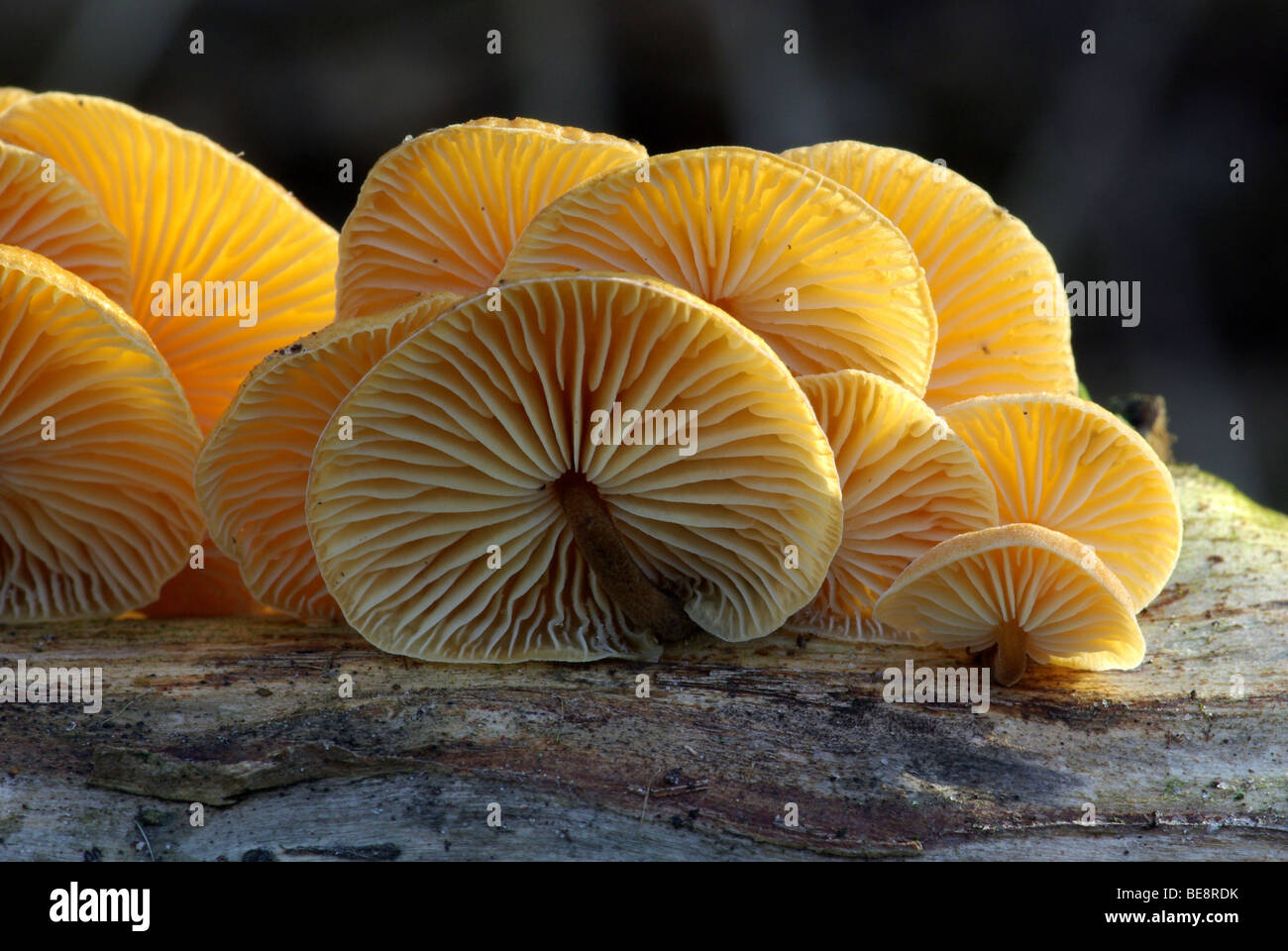 Gewoon fluweelpootje als winterpaddenstoel in tegenlicht Stock Photo