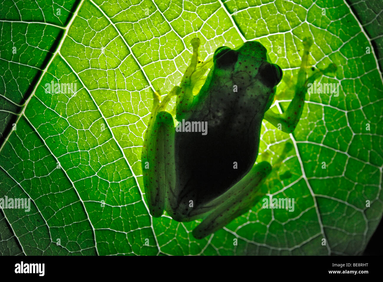 Frog (Heterixalus Betsileo) on leaf, Ranomafana, Madagascar, Africa Stock Photo