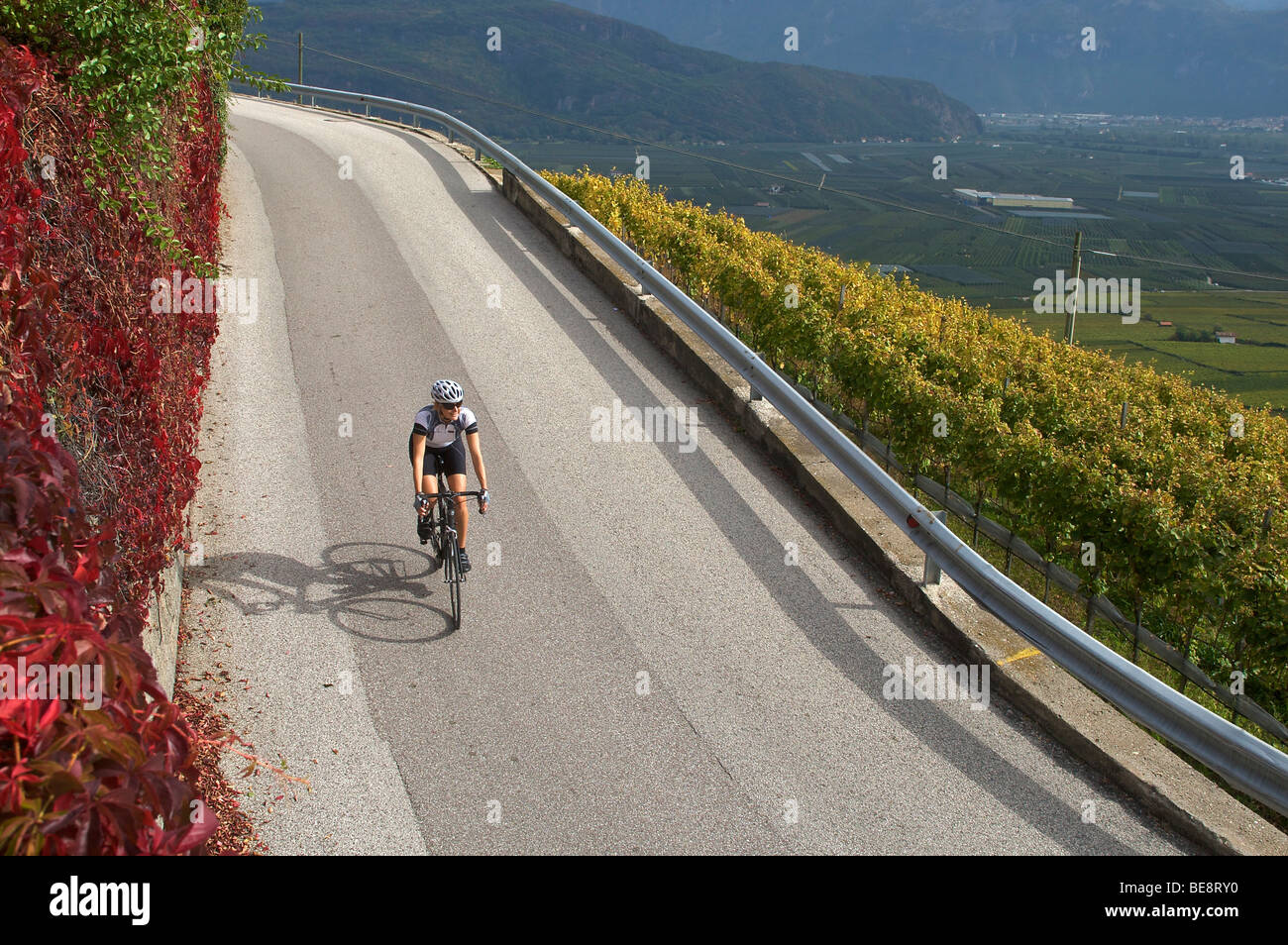 Bicycle racer on the Wine Road, Lago di Caldaro lake, South Tyrol, Italy, Europe Stock Photo