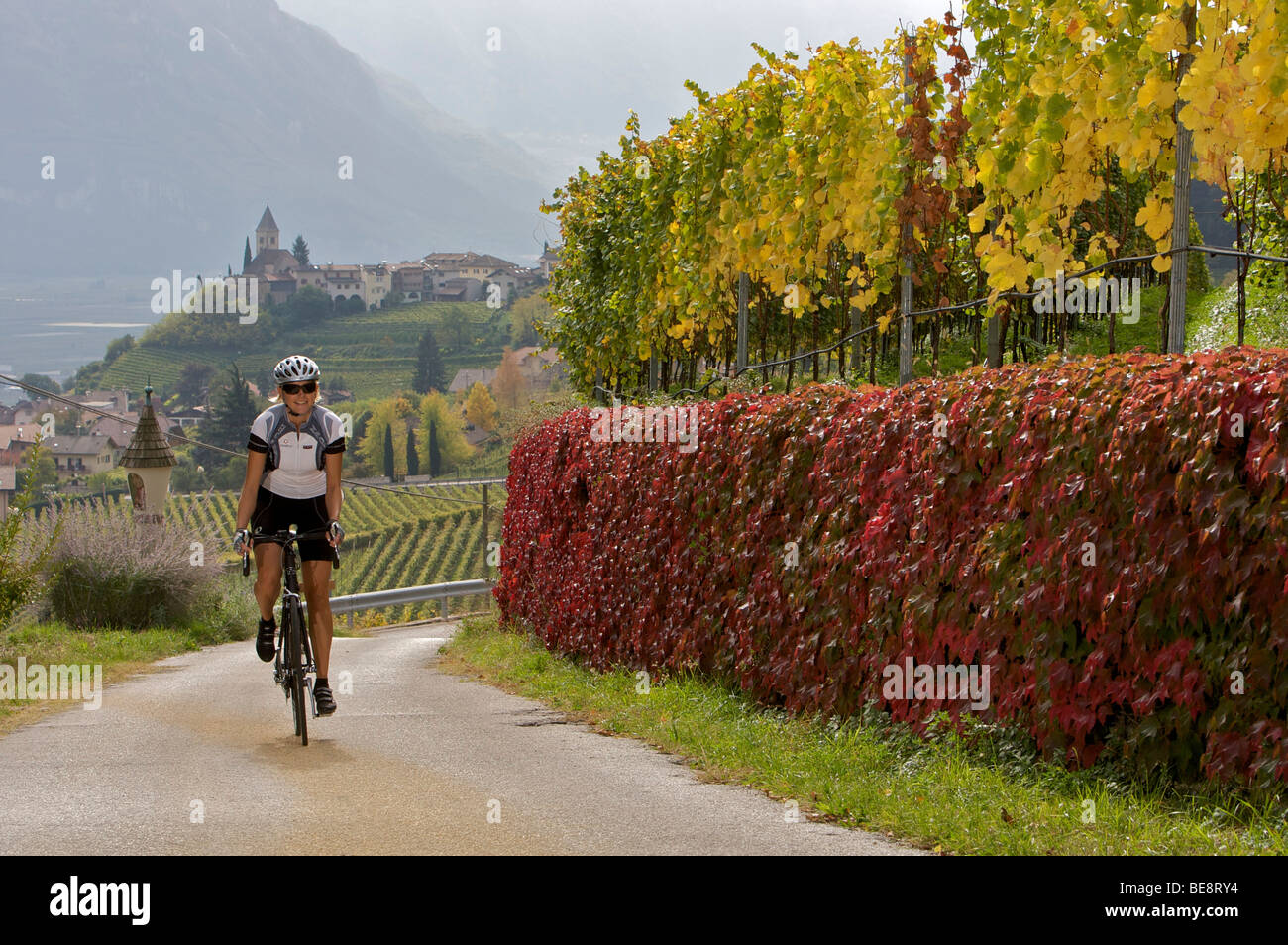 Bicycle racer on the Wine Road near Tramin, Caldaro, South Tyrol, Italy, Europe Stock Photo