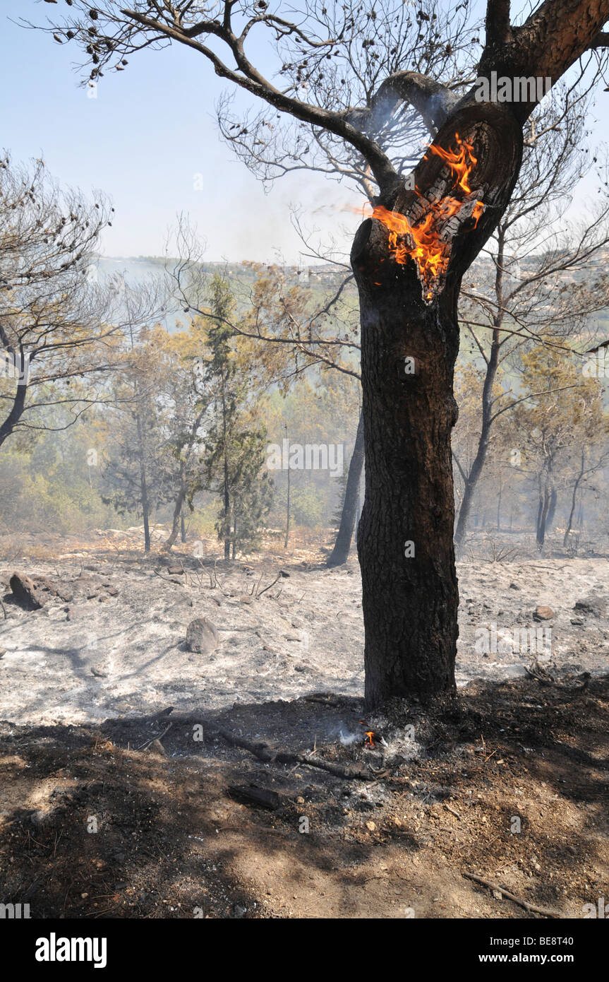 Israel, Carmel Mountain, Shekef Forest, Fire fighters extinguishing a forest fire started by