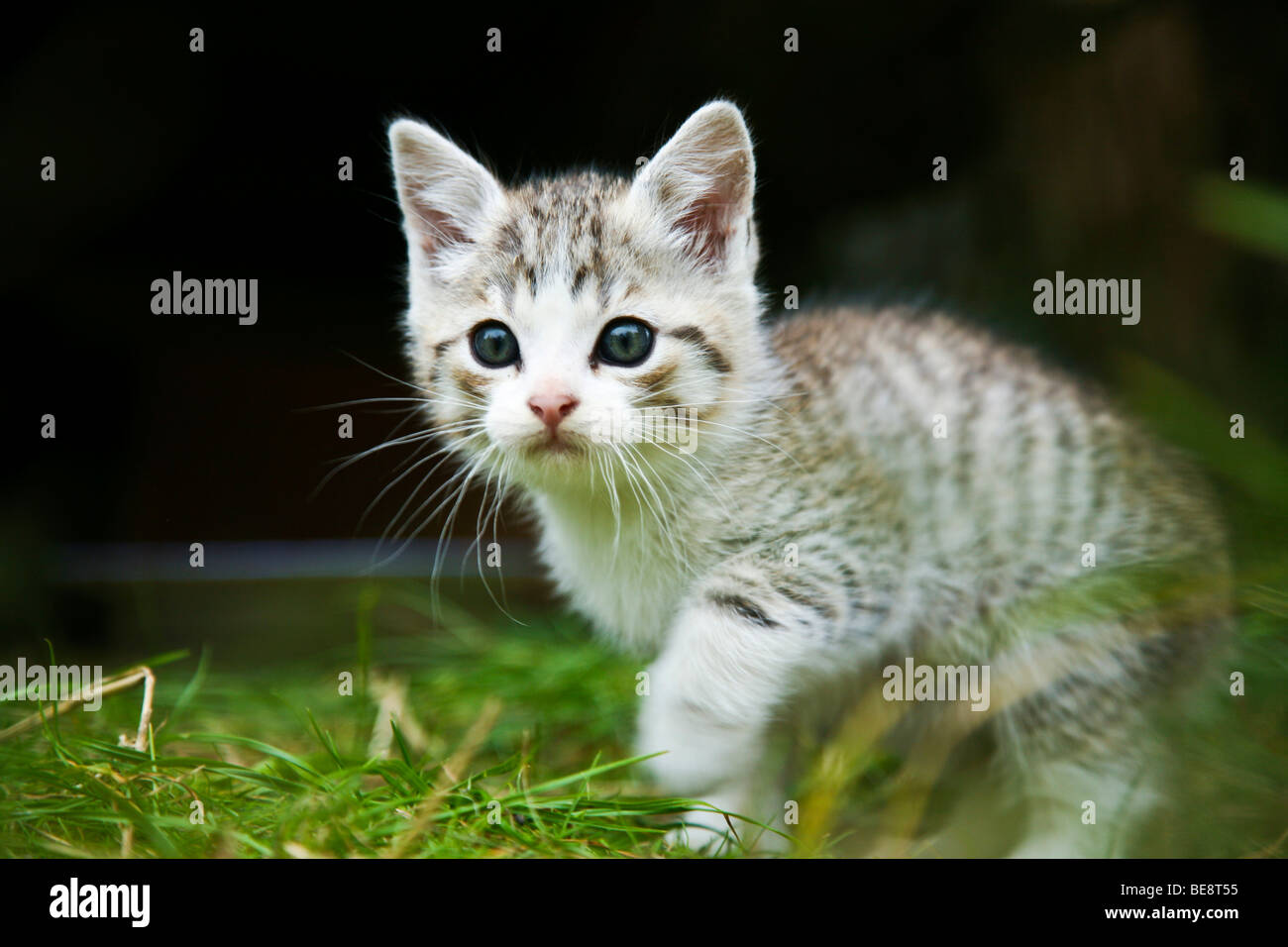 Domestic cat, kitten walking in the grass Stock Photo