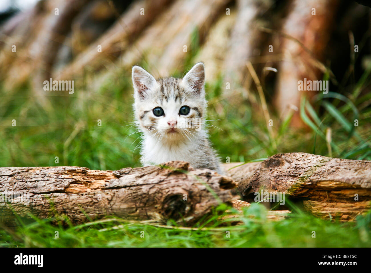 Domestic cat, kitten sitting behind a branch Stock Photo