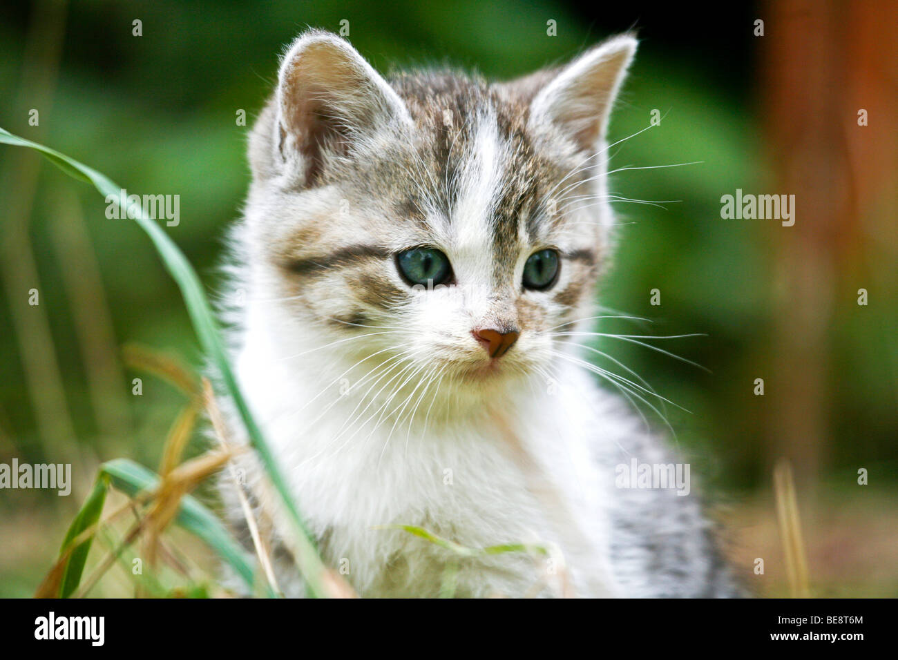 Domestic cat, kitten, portrait Stock Photo