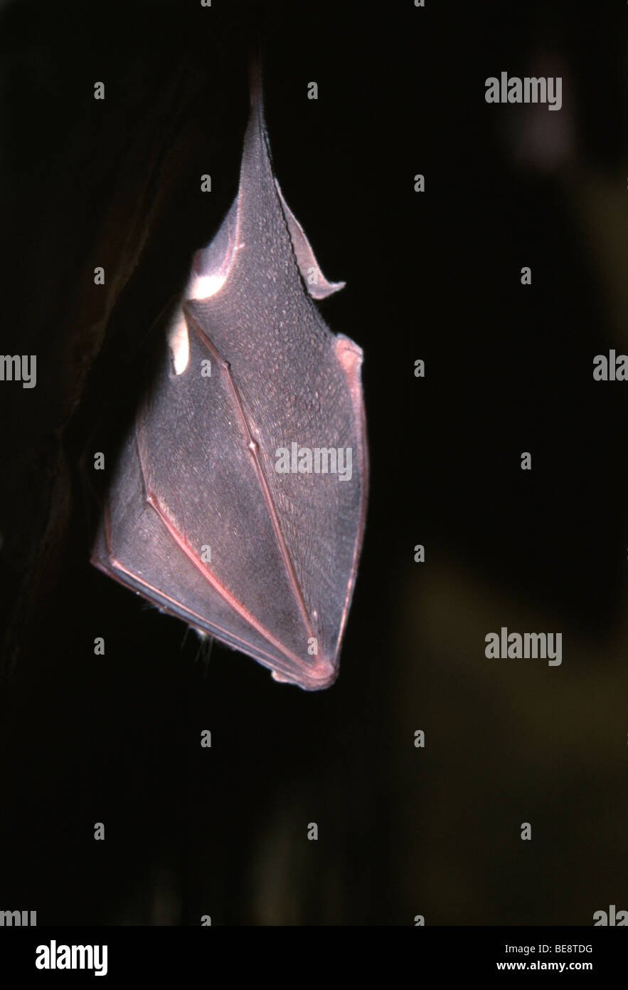Hibernating Greater horseshoe bat (Rhinolophus ferrumequinum), France