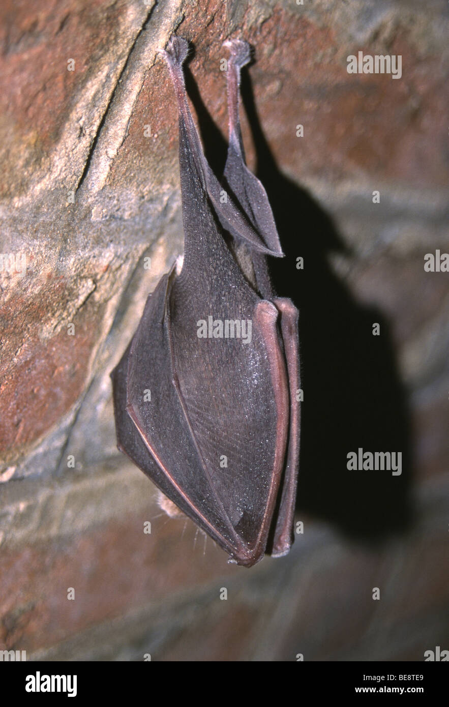 Hibernating Greater horseshoe bat (Rhinolophus ferrumequinum), France