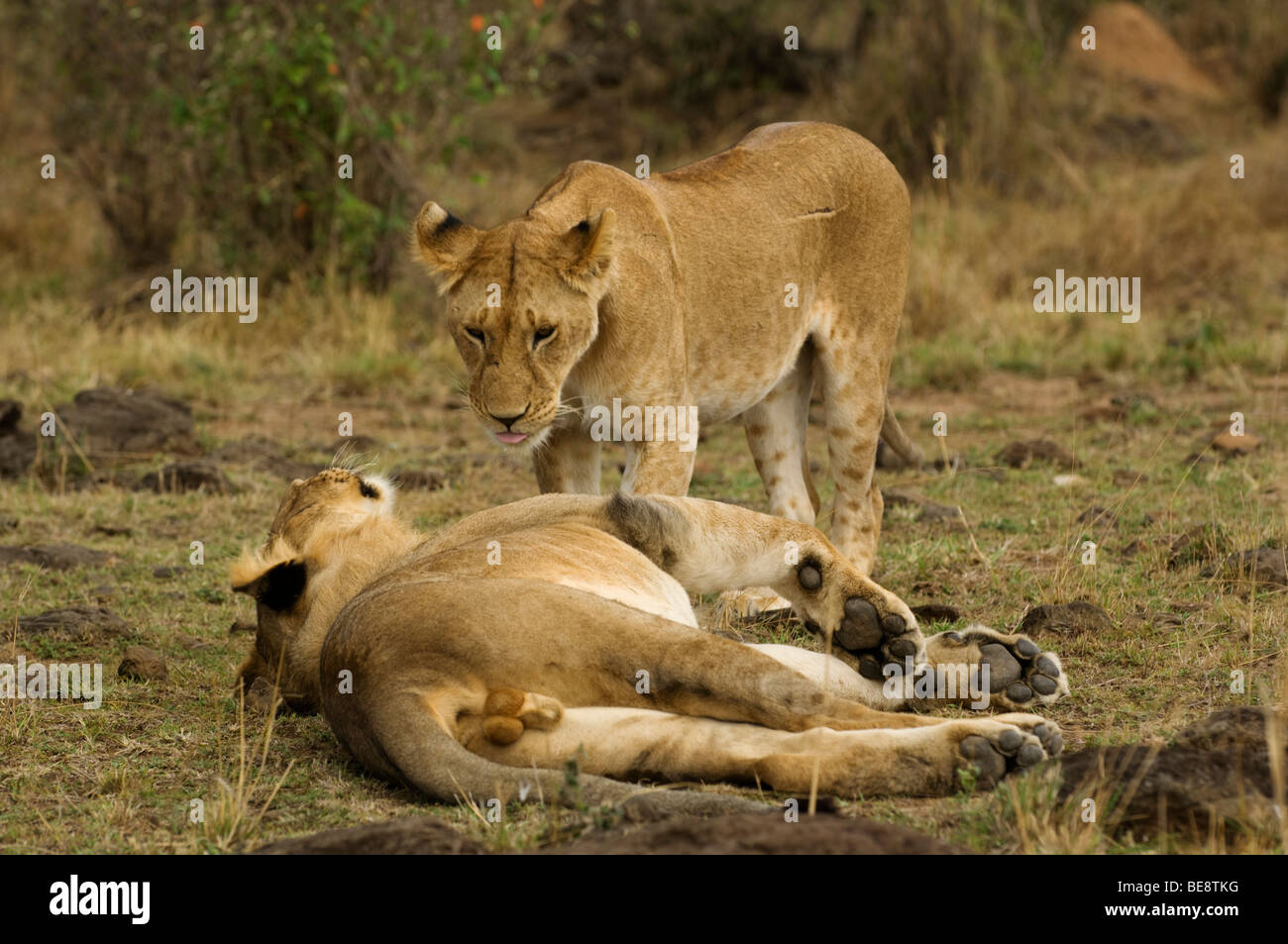 Lion (Panthero leo), Maasai Mara National Reserve, Kenya Stock Photo ...