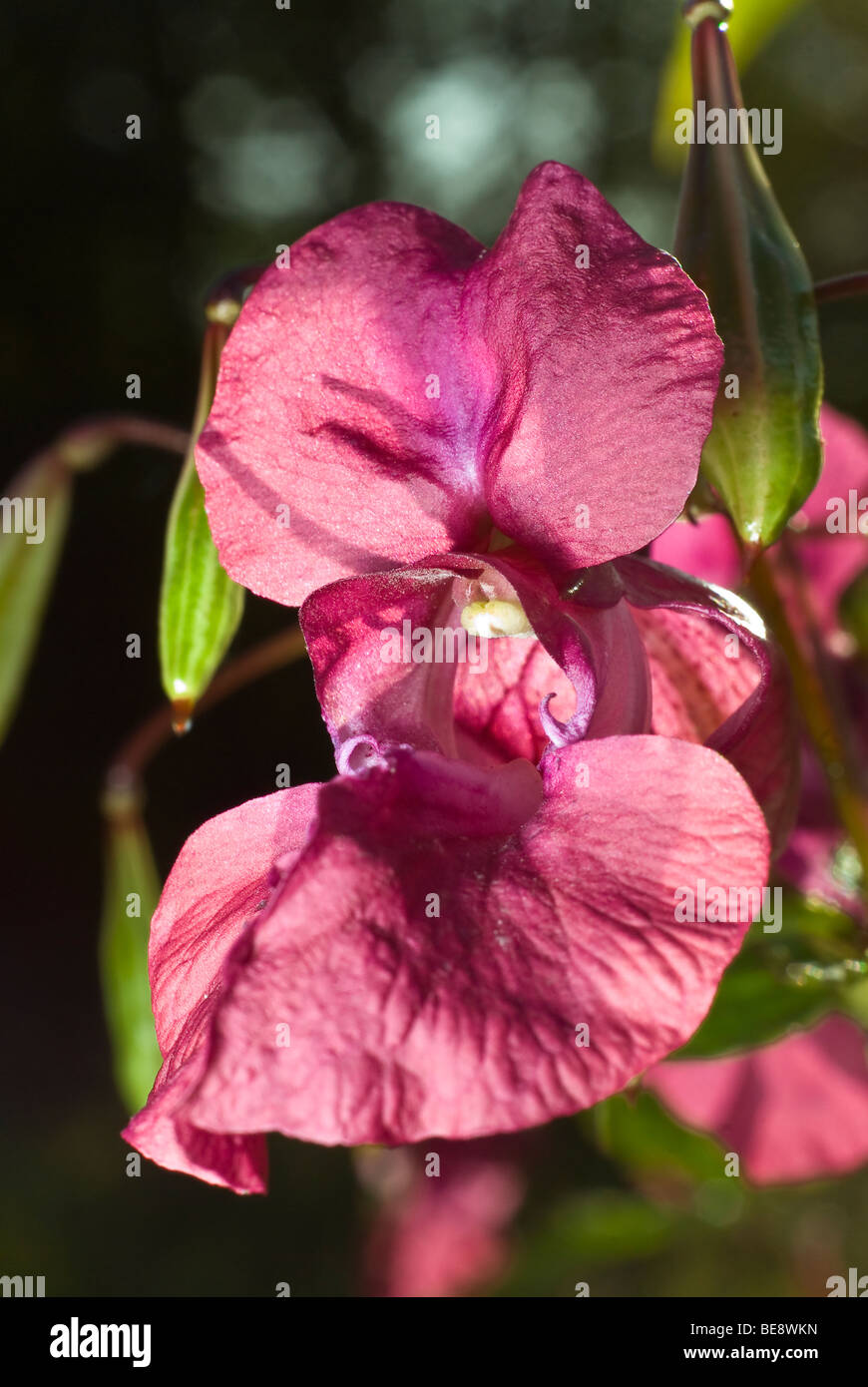 Purple field flower hi-res stock photography and images - Alamy