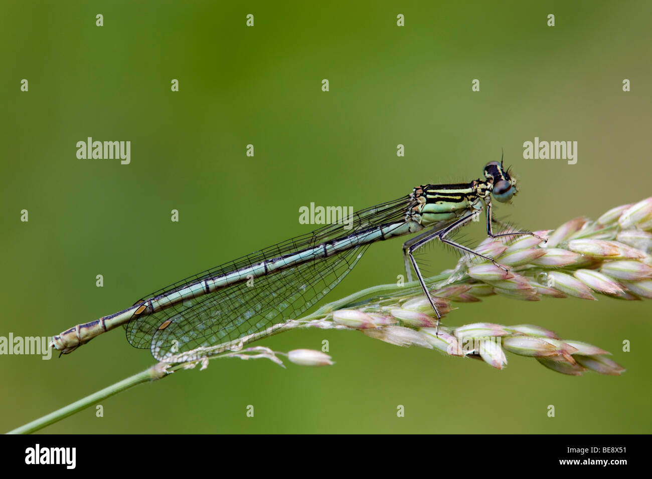 white legged damselfly; Platycnemis pennipes Stock Photo - Alamy