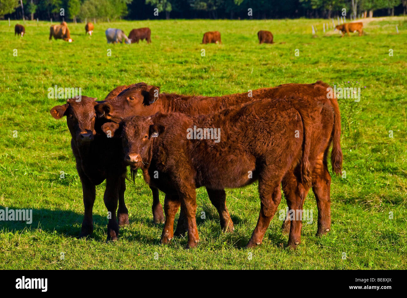 Vache Quebec Dairy farm in quebec hi-res stock photography and images - Alamy