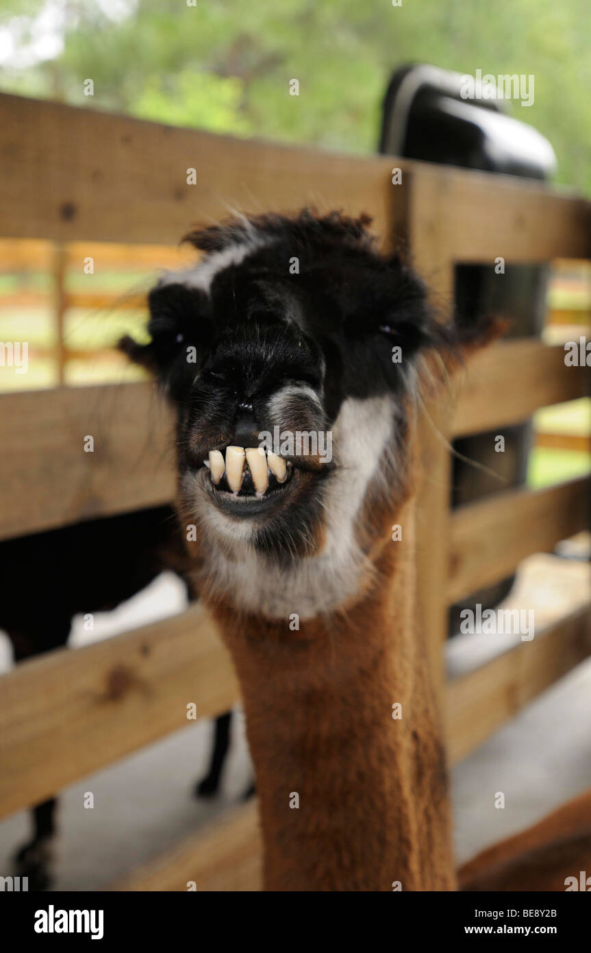 A llama on a farm. Stock Photo