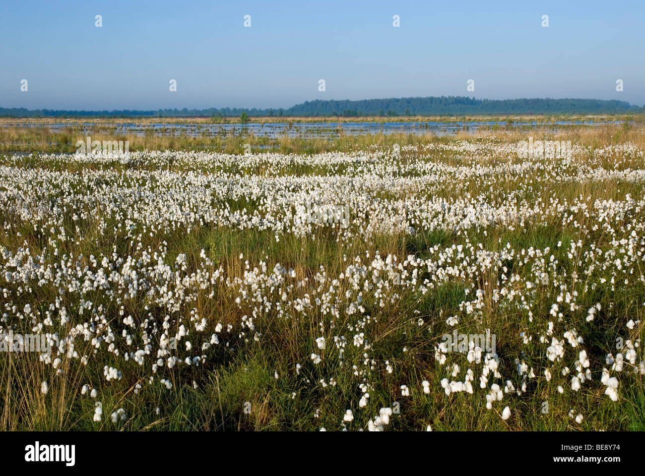 Large area of marsh overgrown with Common Cottongrass (Eriophorum angustifolium), Breitenburger Moor marsh, Schleswig-Holstein, Stock Photo