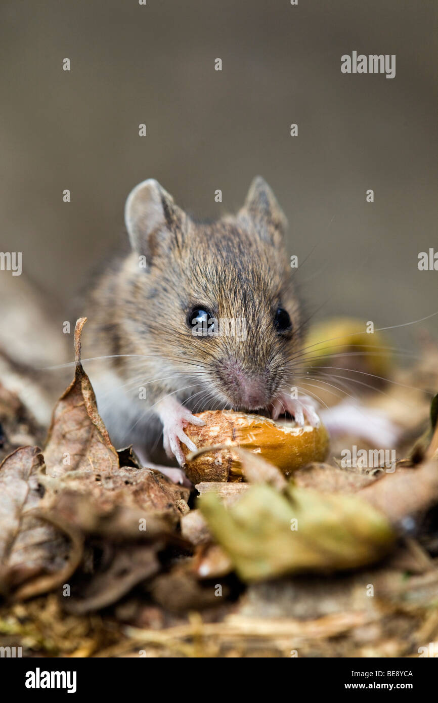 wood mouse; Apodemus sylvaticus; eating a nut Stock Photo Alamy