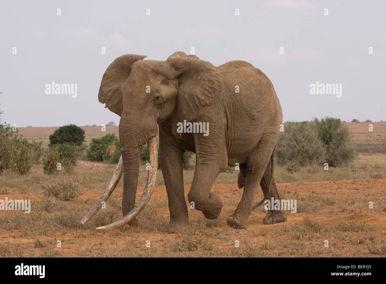 A large African elephant with tusks walking on red soil and sand towards the camera Stock Photo