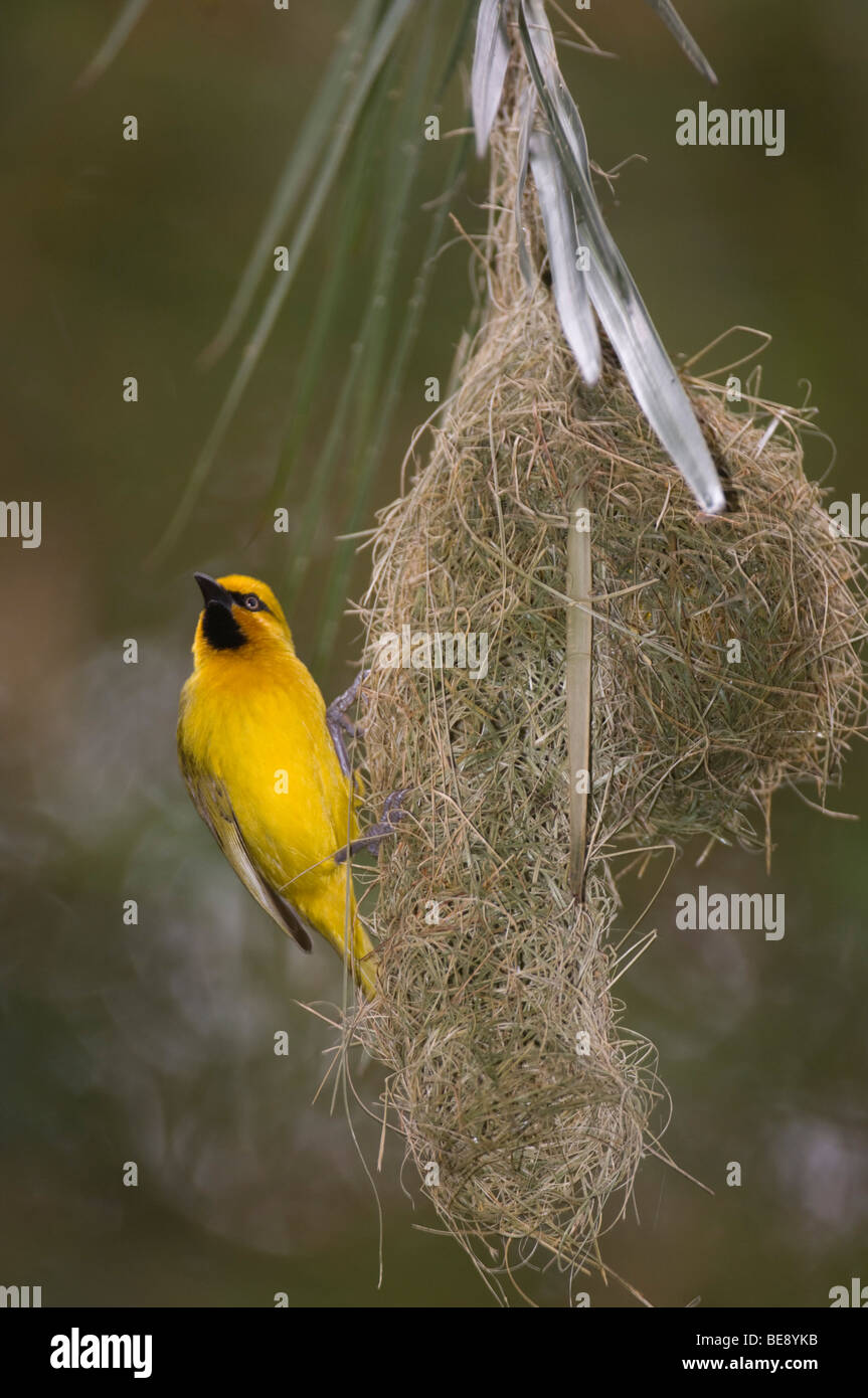 Spectacled weaver ( Ploceus ocularis) at its nest, Maasai Mara National