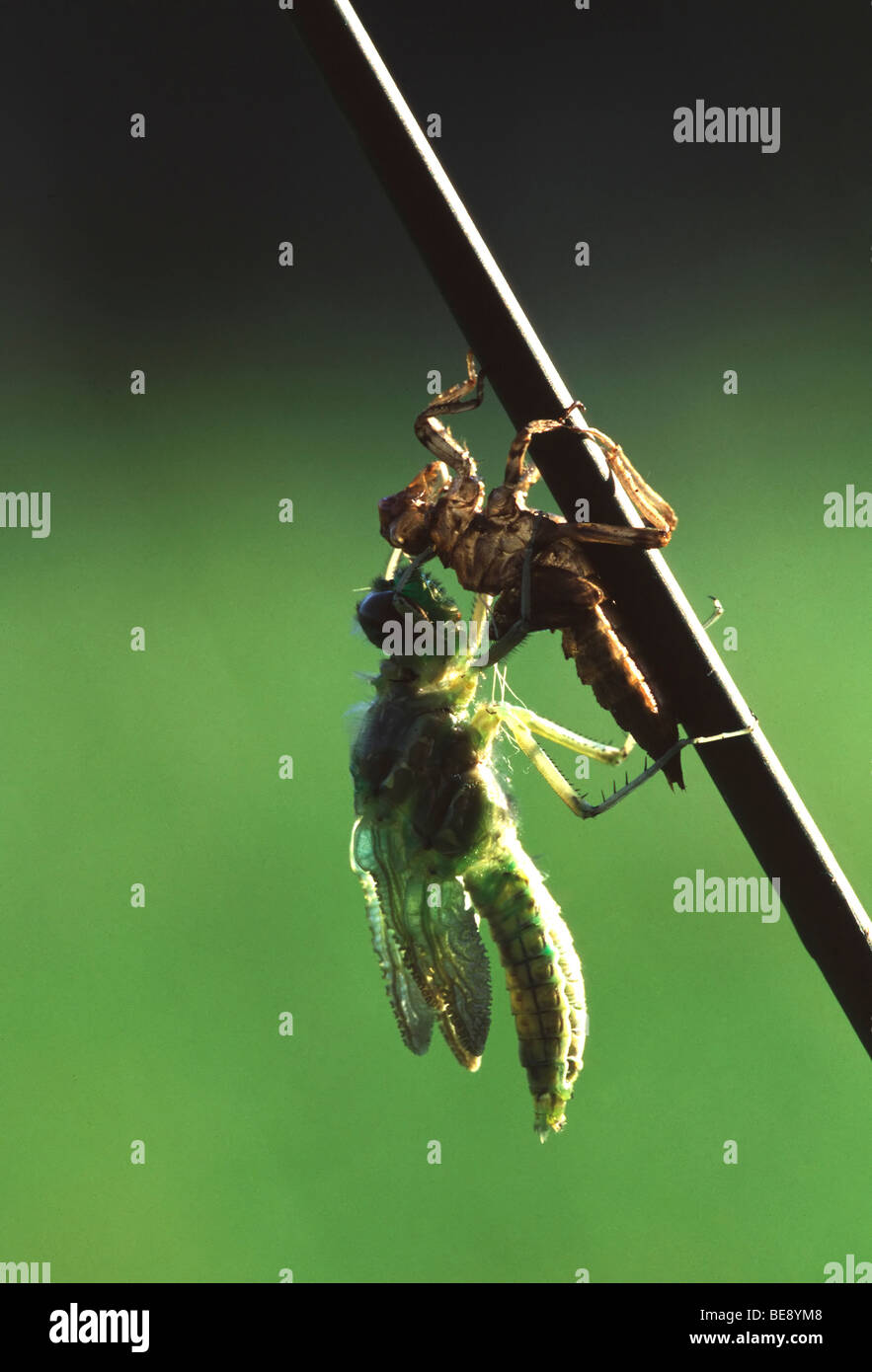 Geboorte van libel-imago, Belgi Newly emerged dragonfly from nymph case, Belgium Stock Photo
