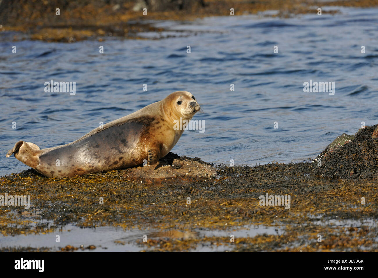 Atlantic grey seal, West Coast of Scotland, UK Stock Photo Alamy