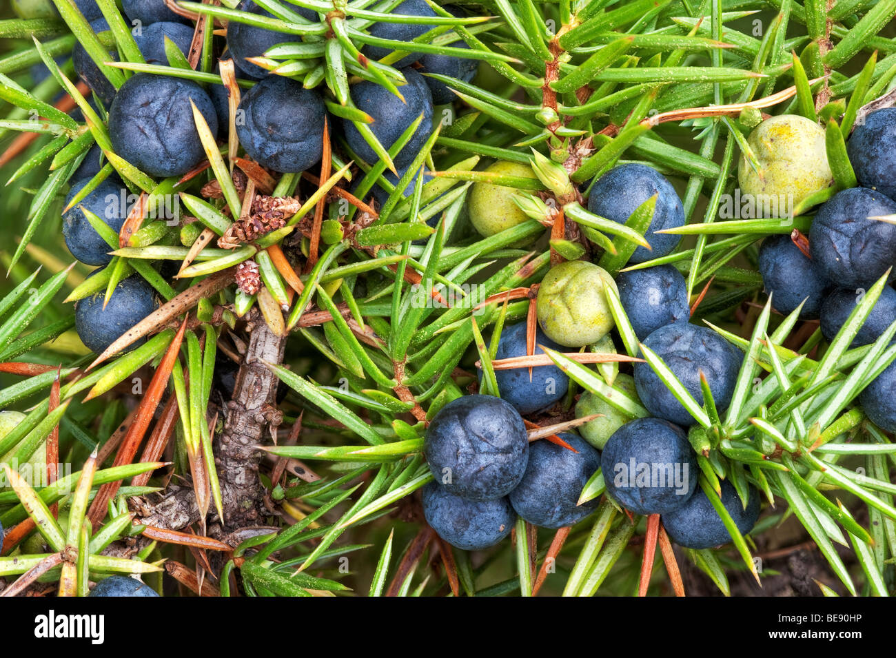Common juniper berries and foliage Juniperus communis conifer Cupressacae Stock Photo