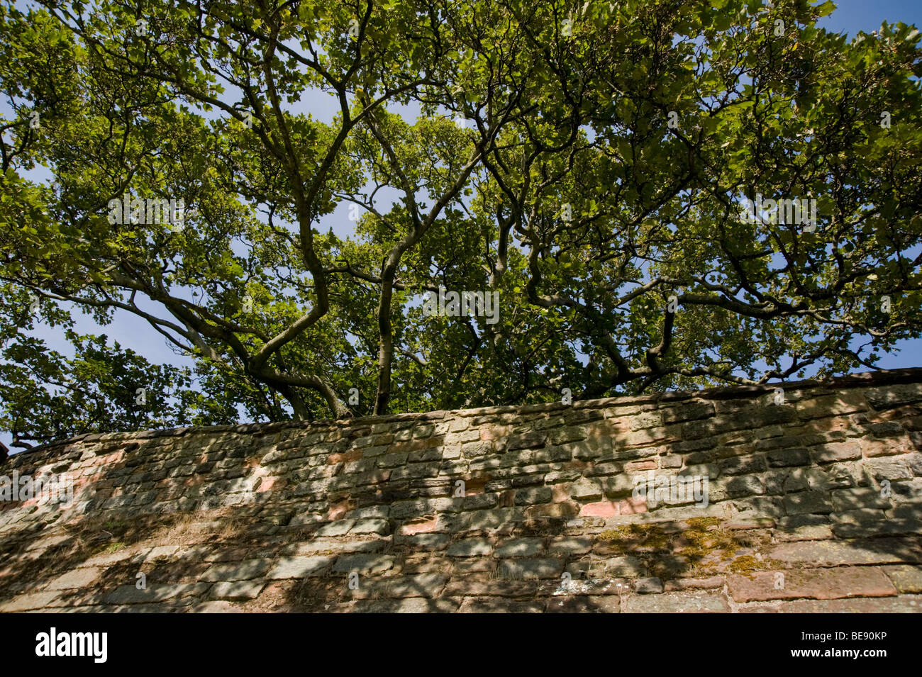 Trees overhanging the wall at Carlisle Castle, Medieval Fortress, Cumbria, England, UK Stock Photo