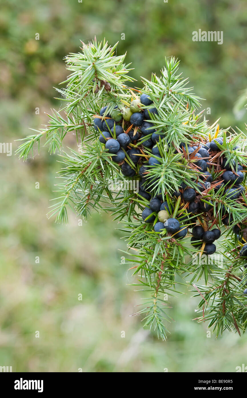 juniper Juniperus communis foliage and berries Stock Photo