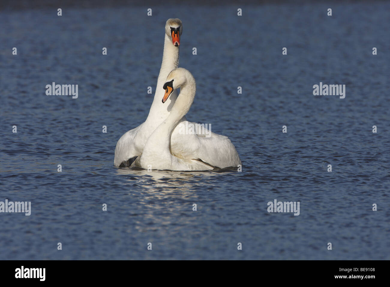 Knobbelzwanen pring; Mute Swans mating Stock Photo Alamy