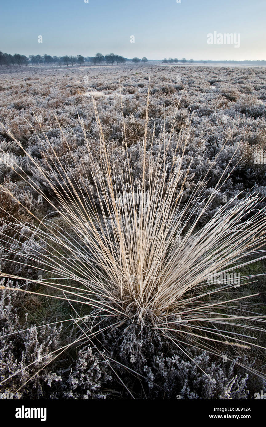 Hei met rijp heath frost hi-res stock photography and images - Alamy