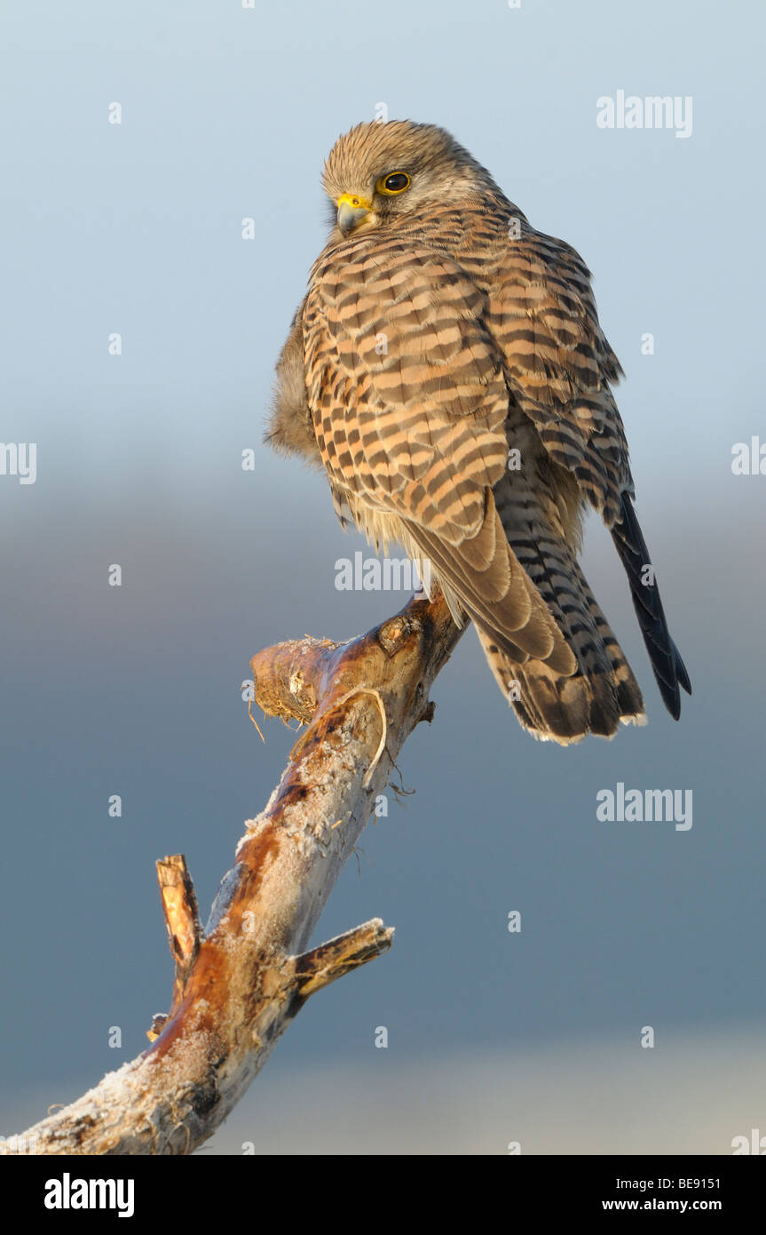 Vrouw Torenvalk op een dode tak; Female Kestrel perched on a dead branch Stock Photo