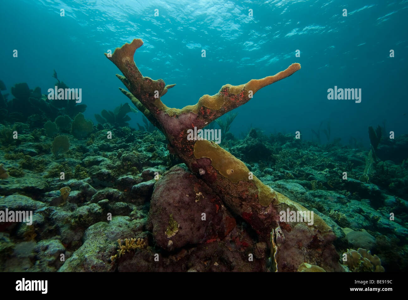Elkhorn Coral (Acropora palmata), Bonaire, Netherlands Antilles Stock Photo
