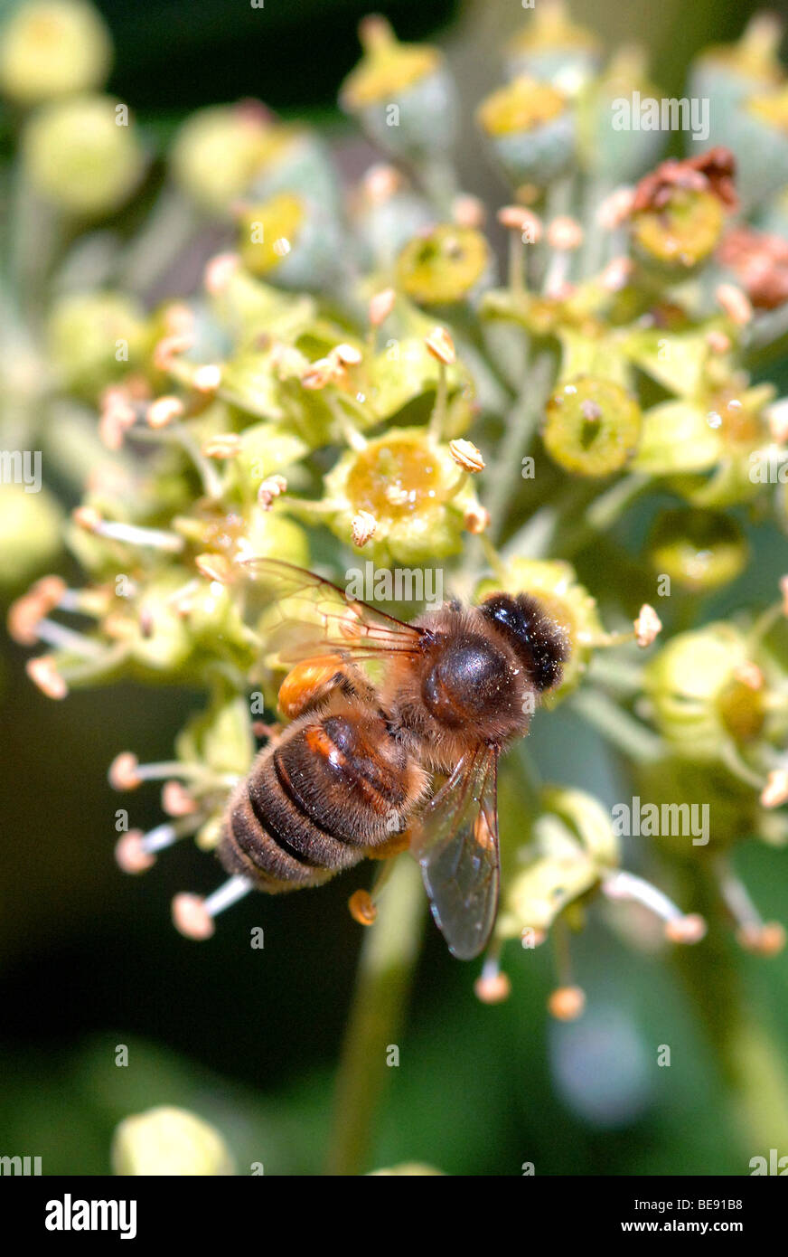 European honey bee collecting pollen from ivy flower Stock Photo