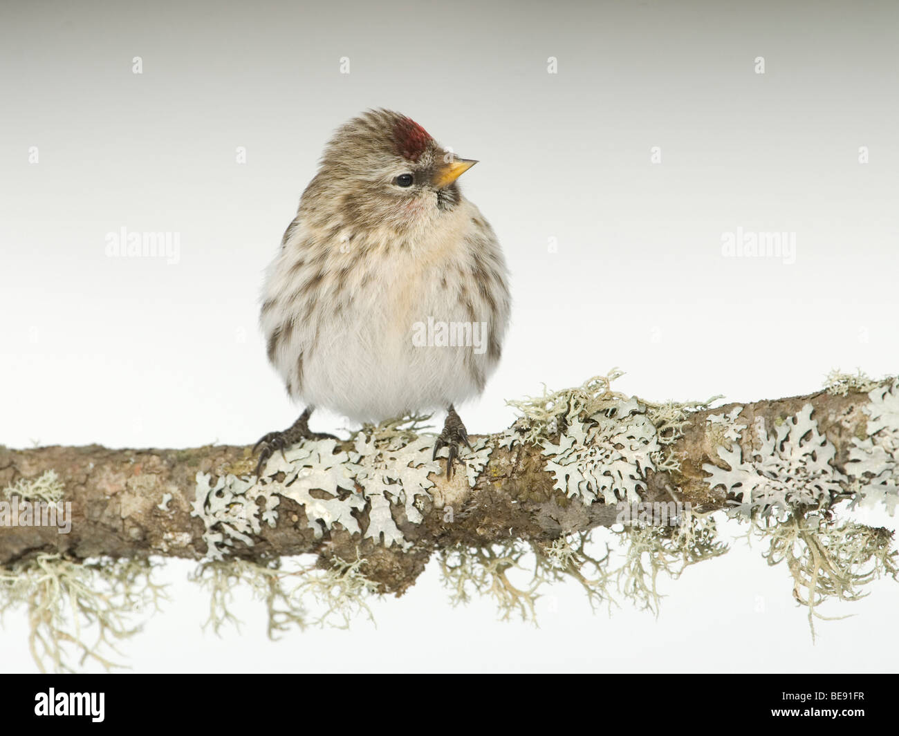 Een grote Barmsijs zittend op een tak;A Mealy Redpoll sitting om a branch. Stock Photo