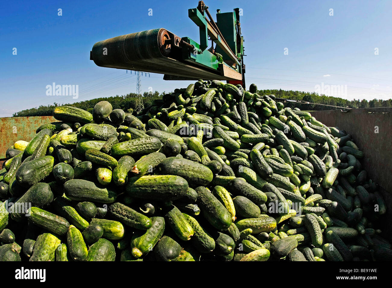 Cucumber harvest using a specialised tractor, cucumbers fall from the conveyor belt on the trailer, Spreewald, Brandenburg, Ger Stock Photo