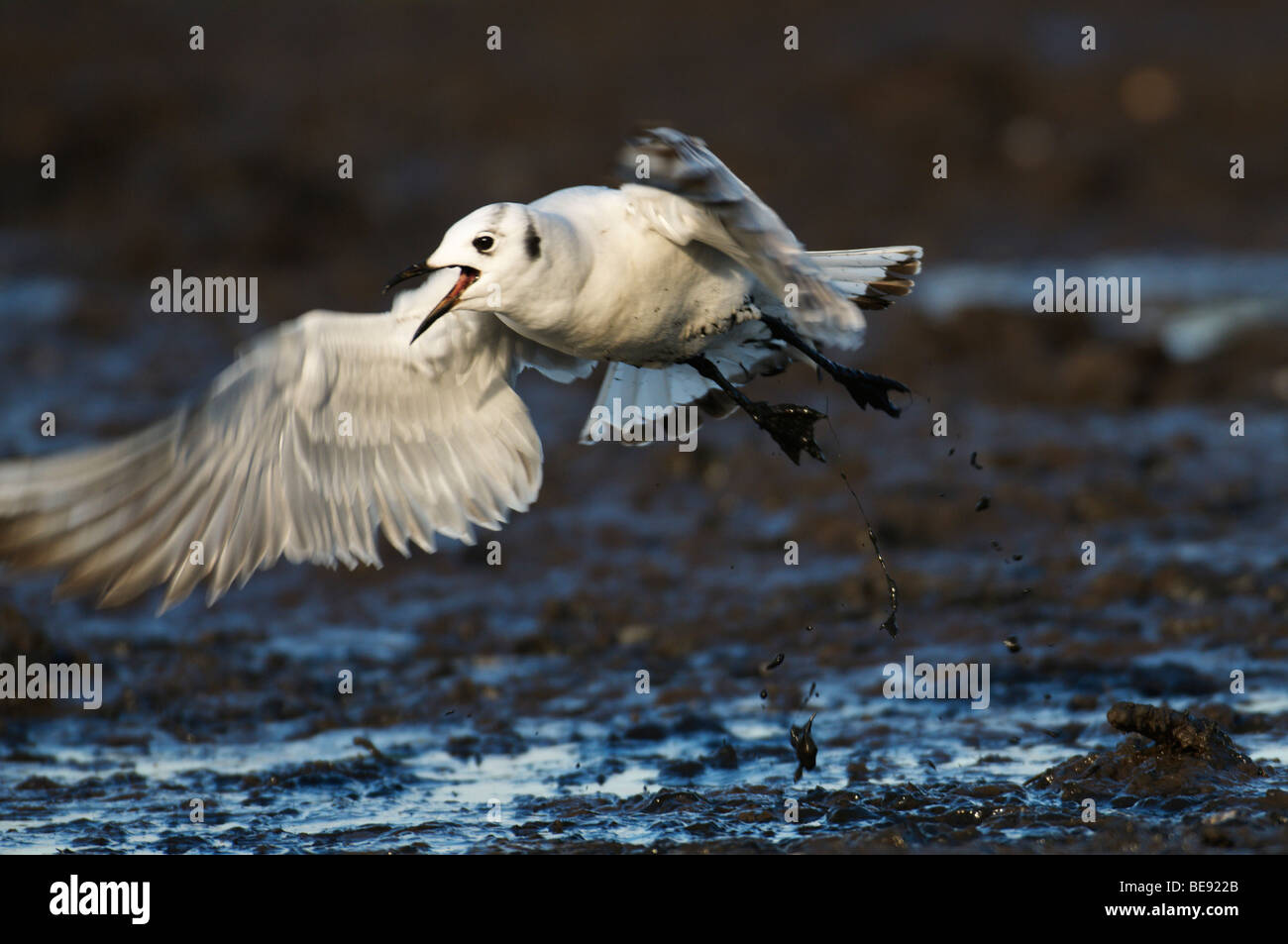 Kokmeeuw;Black-headed Gull;Larus ridibundus; Stock Photo