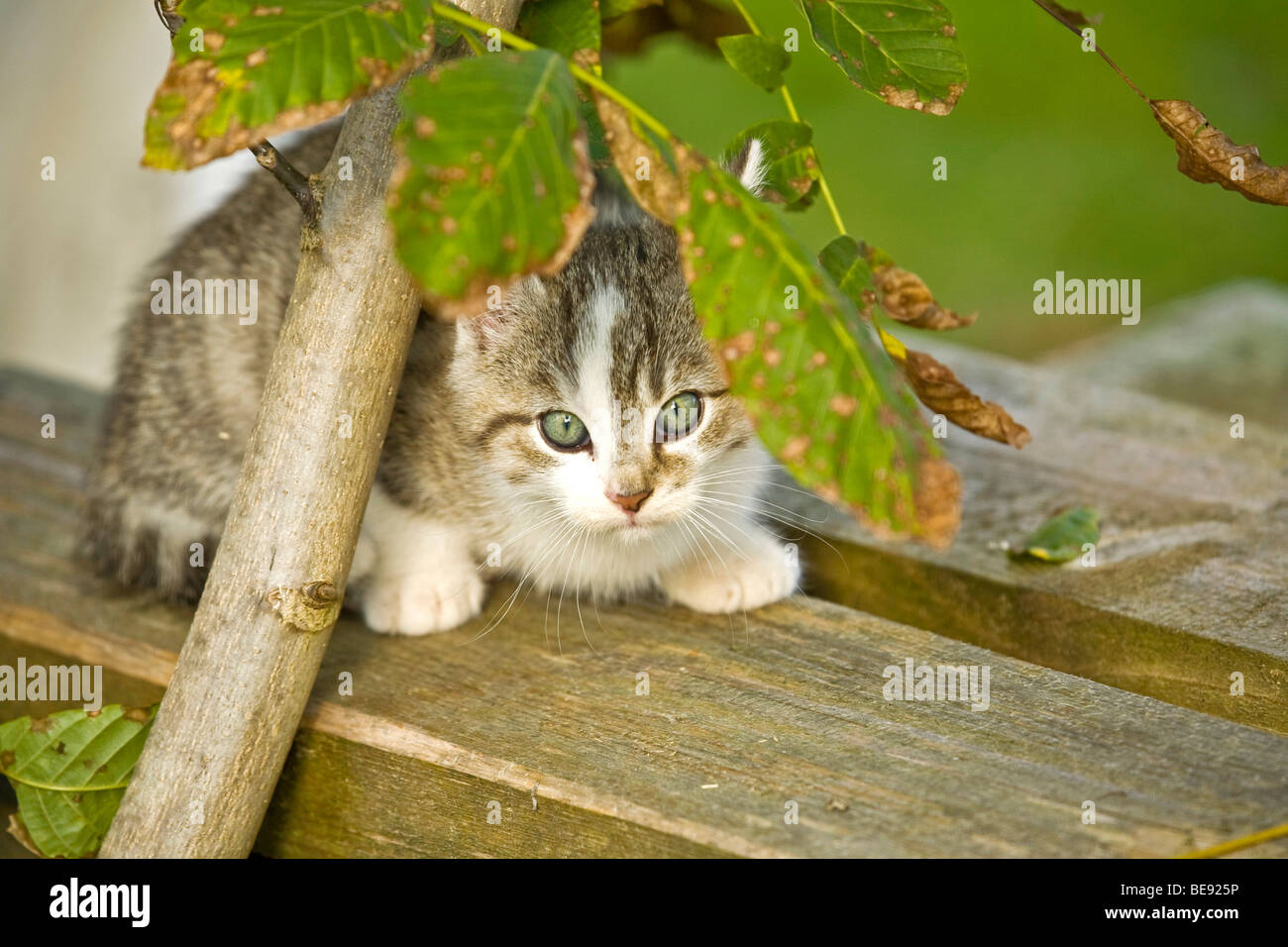 Domestic cat cowering under a branch Stock Photo - Alamy