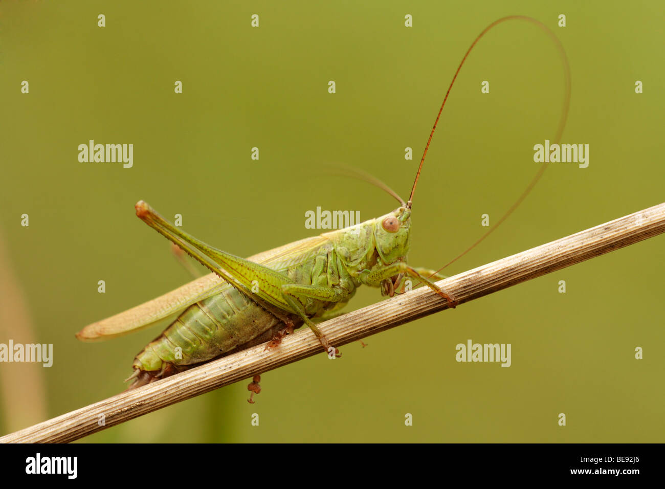 Long-winged conehead grasshopper (Conocephalus discolor), male, cleaning its antennae Stock Photo