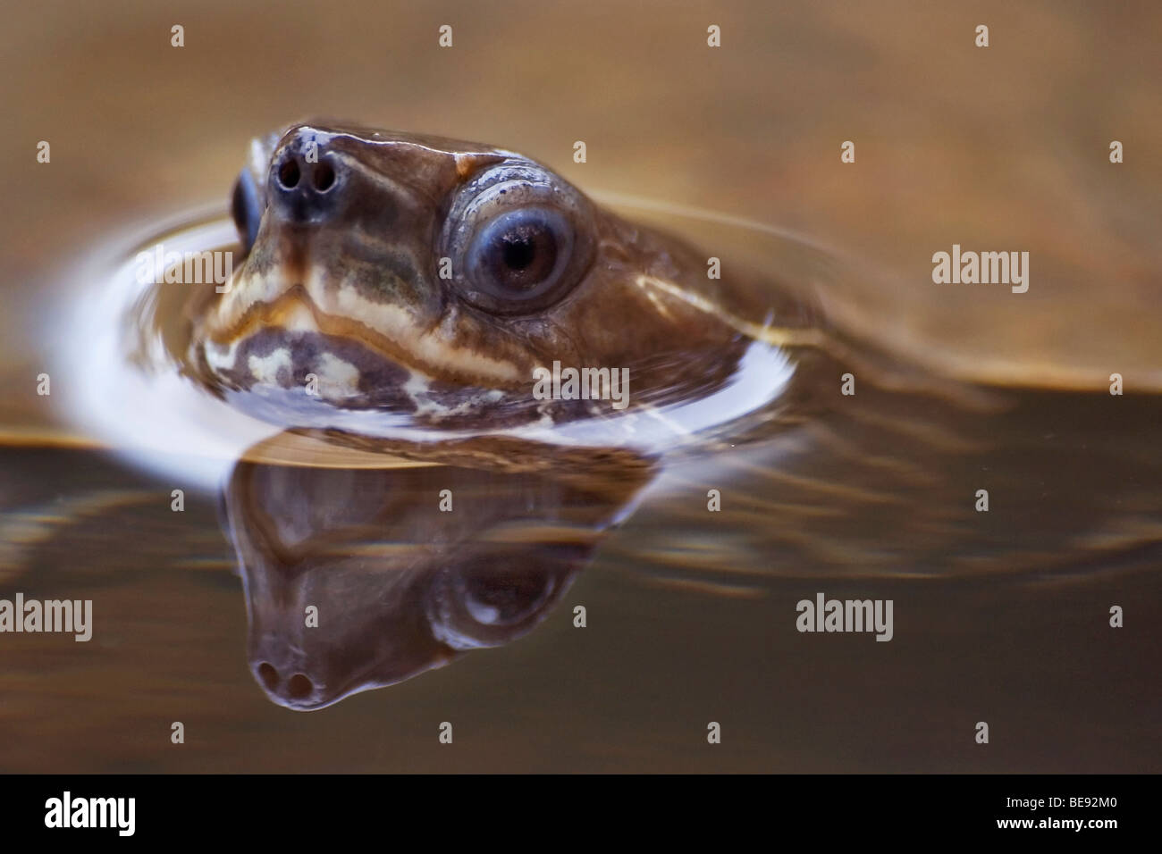 Kop van zwemmende kaspische beekschildpad; Head of swimming stripe-necked terrapin; Stock Photo