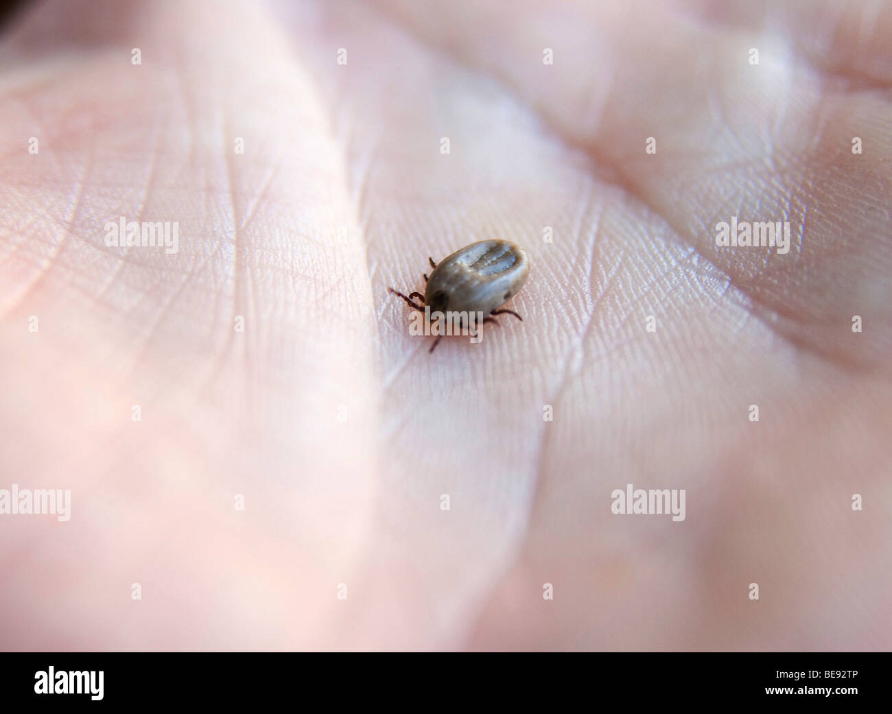 Tick on a palm Stock Photo