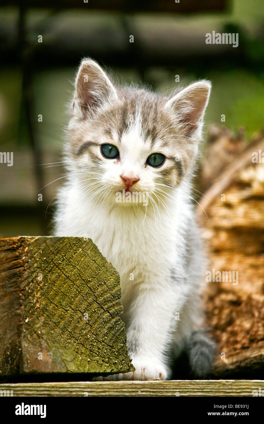 Domestic cat, kitten with piece of wood Stock Photo