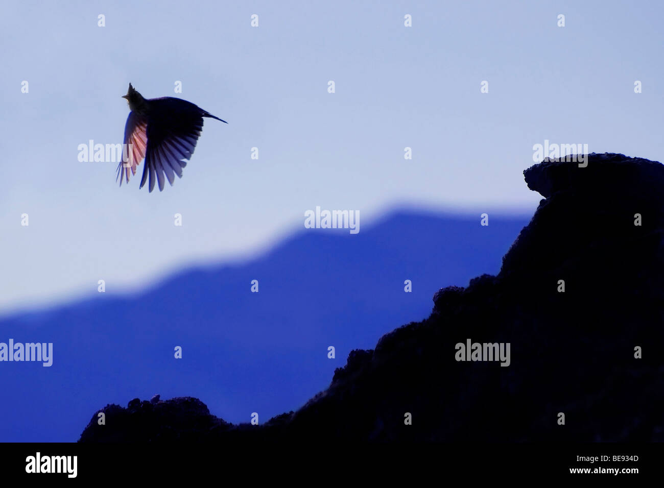 Silhouet van vliegende kuifleeuwerik tegen blauwe avondlucht; Silhouete of flying Crested lark against a blue evening sky Stock Photo