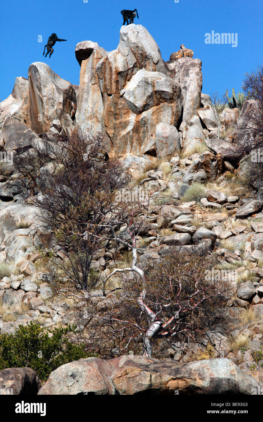 Chacma Baboons (Papio ursinus) in Damaraland in Namibia Stock Photo