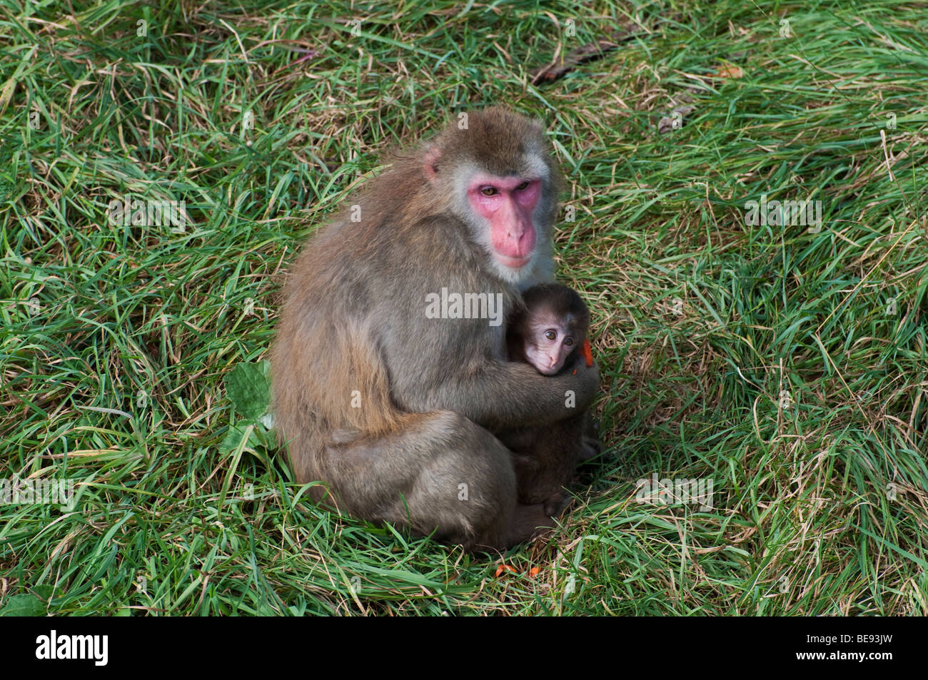 A Japanese Macaque female with baby in an animal park in Quebec Stock ...