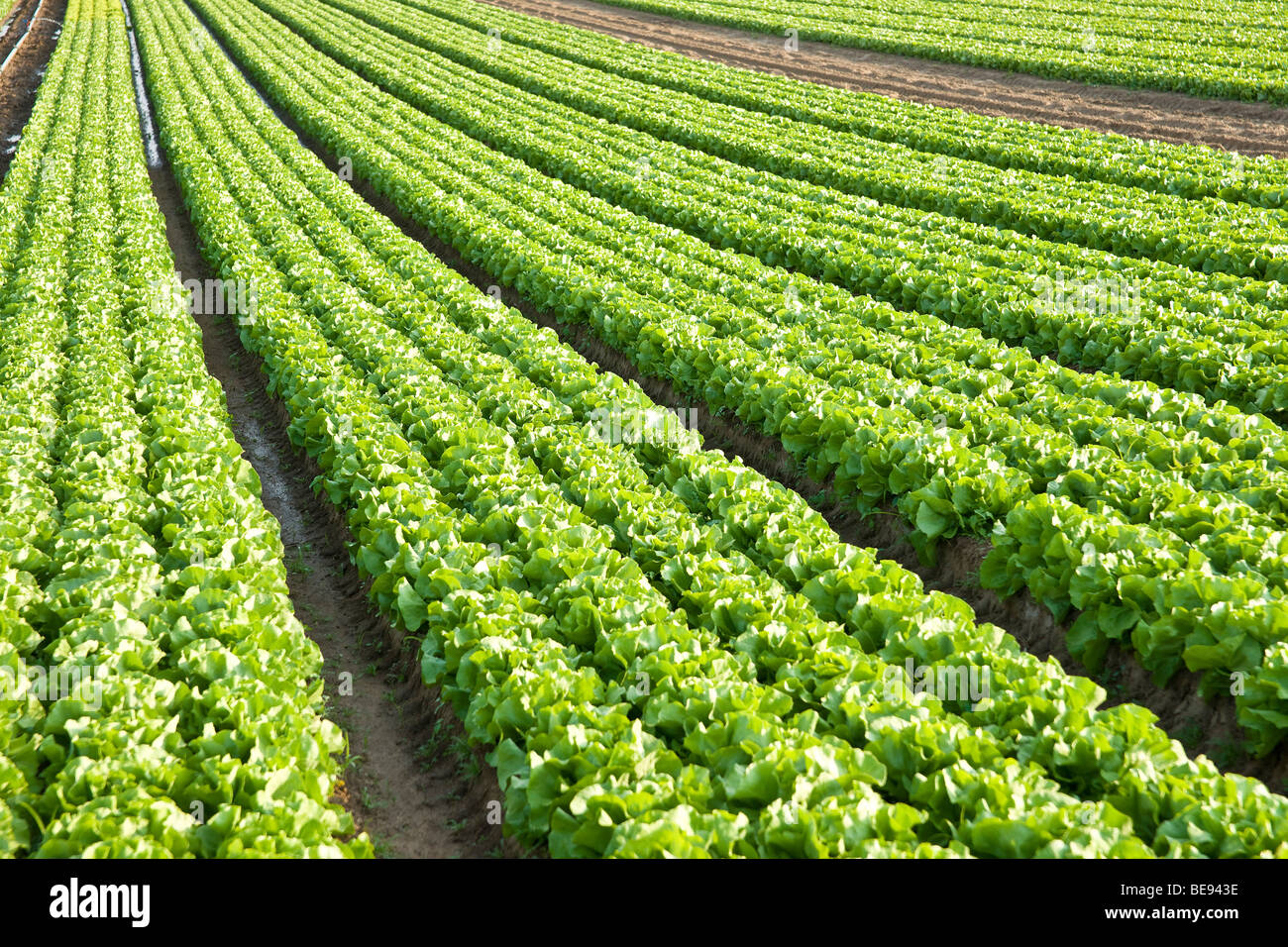 Lettuce cultivation Stock Photo 26016354 Alamy